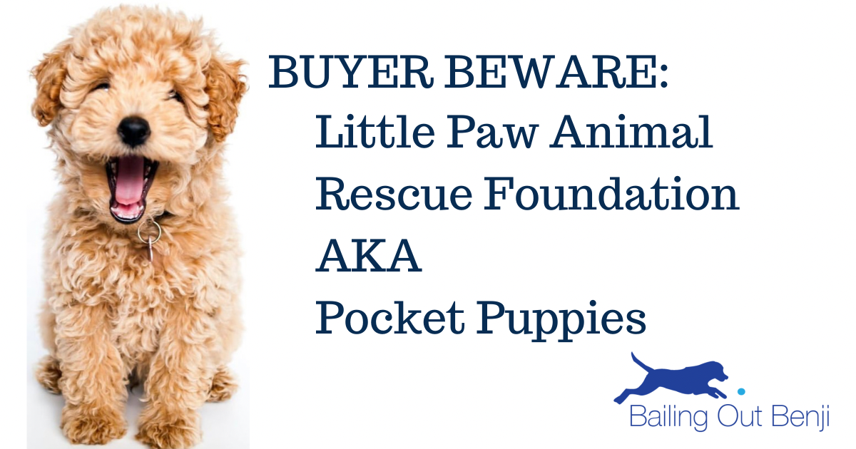 Buyer Beware: Little Paw Animal 