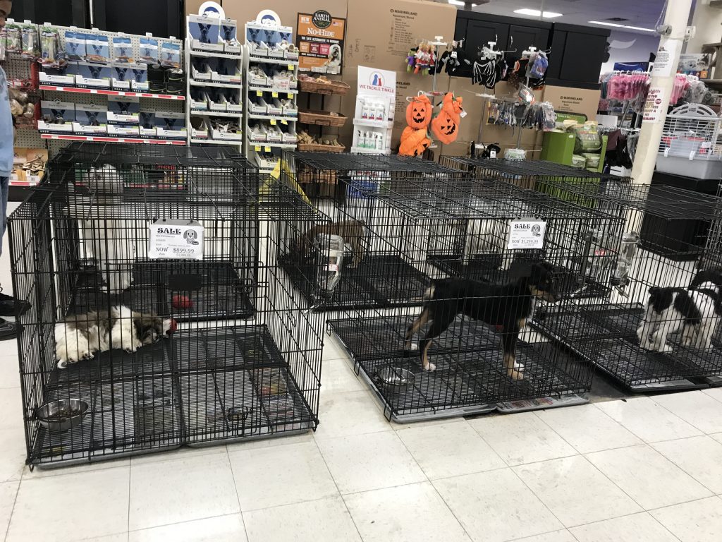 Indiana Pet Store/Puppy Mill Connection - Bailing Out Benji