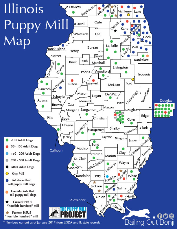 Illinois Pet Store/Puppy Mill Connection Bailing Out Benji