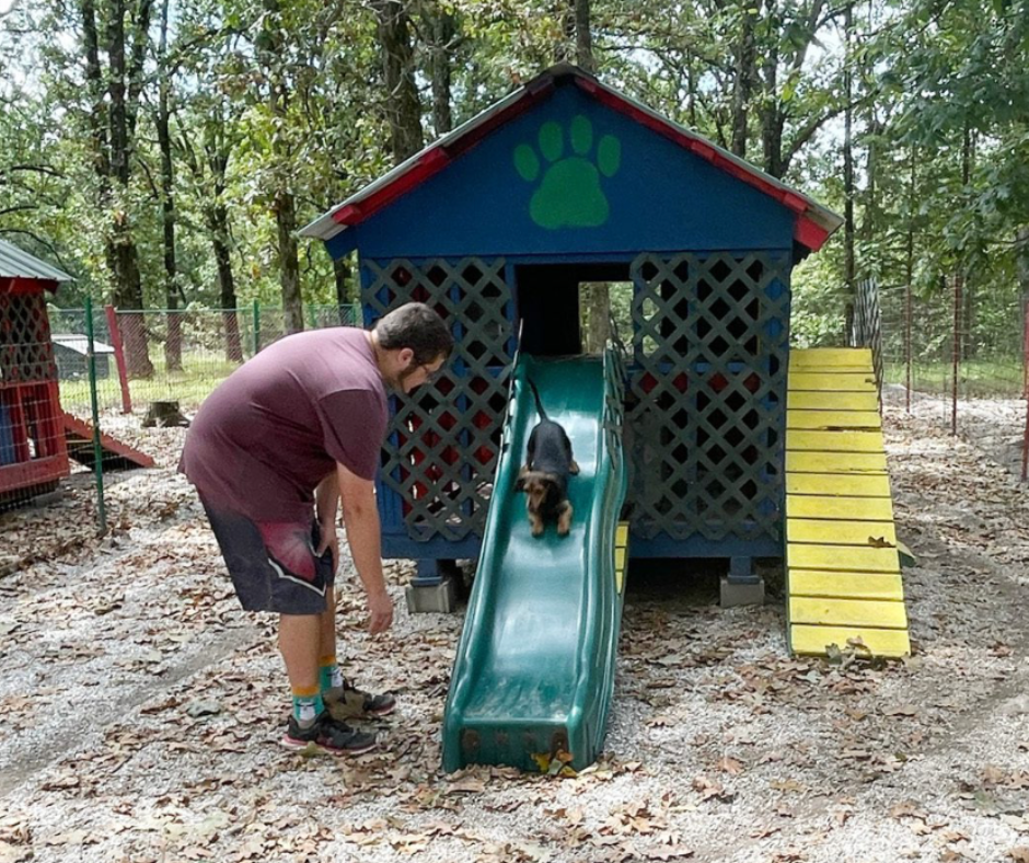 A photo showing a dachshund going down a slide in a play yard at a commercial breeding operaton